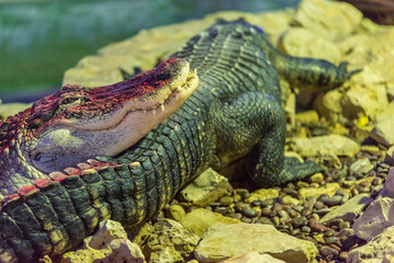 Animals from the Fasano safari zoo. Crocodile. Puglia