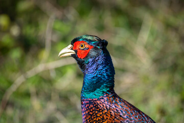 Ringneck Pheasant (Phasianus colchicus) male