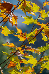 Dry autumn leaves on the tree and with the sun illuminating them from behind.