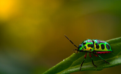 close up beautiful green ladybug on branch tree in nature at Thailand