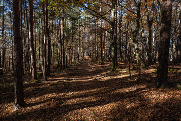 Obraz premium Königsberg