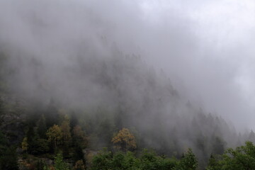 Panorama del bosco tra la nebbia con pini ed alberi