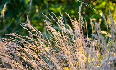 dry grass at sunset on a warm summer evening