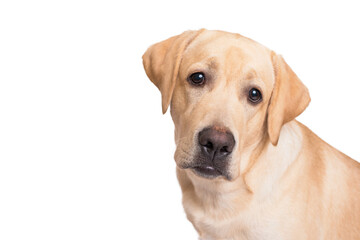 Closeup portrait of a labrador retriever dog on white background
