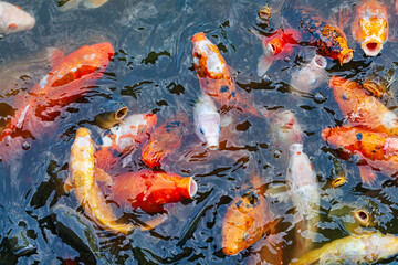 Different colored fish carp, Hungry fish, Koi fish.