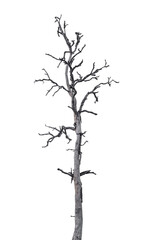 Death tree isolated on white background with clipping path