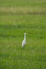 Egret in the grass