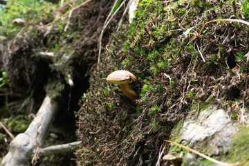 Mushroom in the forest that surrounds Feldsee lake at Feldberg mountain, Black Forest,...
