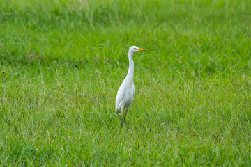 Egret in the grass
