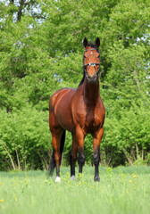 Thoroughbred race horse in nature background