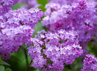 Lilac blossoming branches, Selective focus