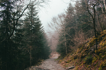 Obraz premium The Valley Val d’Astau, southwest of Bagneres de Luchon in the French Pyrenees. The trail to Lake d'Oô, Haute-Garonne, France. The dominant tree species are deciduous trees (Elm, Ash, Maple).