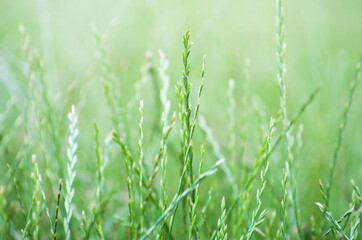 Perfect green background by the fresh grass