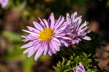 Obraz premium Aster Autumn Jewels 'Rose Quartz' a pink herbaceous perennial summer autumn flower plant commonly known as Michaelmas daisy, stock photo image