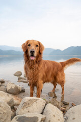 Golden Retriever standing in the water by the lake