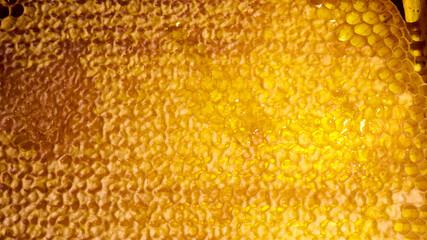 bee honey in hexagonal honeycombs filled with Golden nectar. Honeycomb summer composition, consisting of drops of natural honey, dripping on the wax frame of the bee. close up