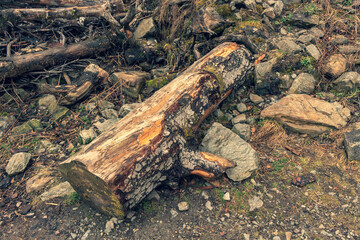 Fallen pine tree in the Valley Val d’Astau, southwest of Bagneres de Luchon in the French Pyrenees. The trail to Lake d'Oô, Haute-Garonne, France.
