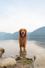 Golden Retriever standing in the water by the lake