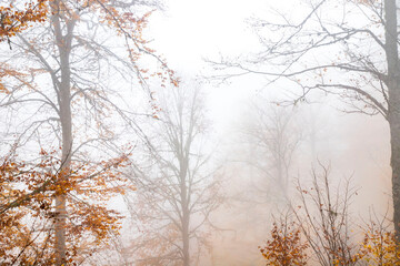Trees in the forest in fog in autumn