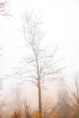 Trees in the forest in fog in autumn