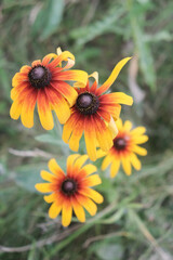 Abandoned orange gardens of rudbeckia flower closeup