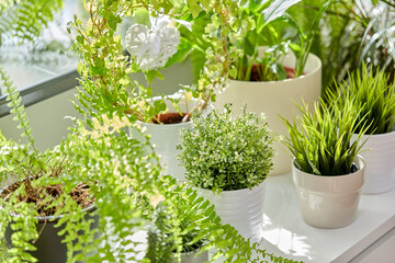 nature, flora and gardening concept - green flowers and houseplants at home