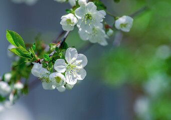 Cherry branch with beautiful background