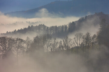 Obraz na płótnie Canvas Herbstliche Stimmung - Wald im Nebel
