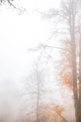 Trees in the forest in fog in autumn