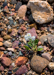 One small Pretty Isolated Bunch of White Flowers Growing in Semi Desert Environment and Surrounded by many Colorful Stones.