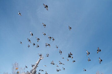 pigeons are flying over a historical monument
