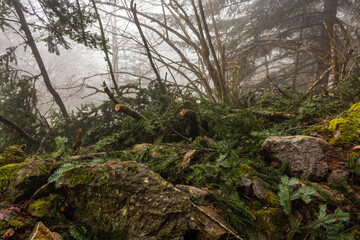 Fototapeta premium Fallen pine tree in the Valley Val d’Astau, southwest of Bagneres de Luchon in the French Pyrenees. The trail to Lake d'Oô, Haute-Garonne, France.