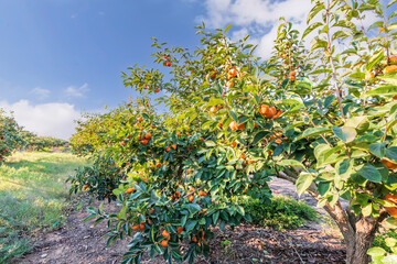 Fototapeta na wymiar Persimmon trees with green foliage and branches strewn with hanging ripe fruits