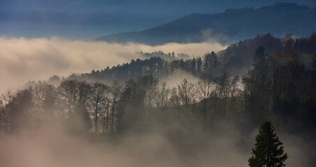 Herbstliche Stimmung - Wald im Nebel