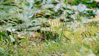 Green gras and in the background a pond with aquatic plants and leaves of water lilies