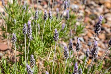 A Bunch of Lamiaceae plant with purple flowers growing in the atlas mountains.
