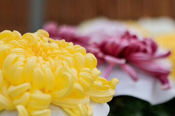 美濃菊　和菊　chrysanthemum