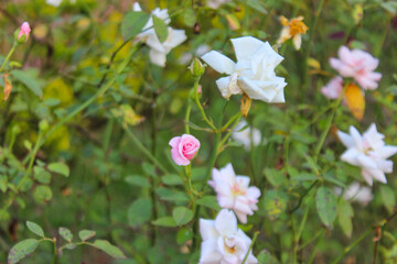 white and pink flowers, flowers in garden