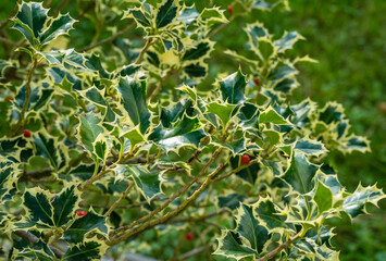 Christmas holly ilex aquifolium Argentea Marginata growing in a park. close-up of graceful fringed...