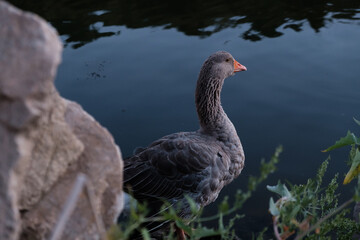 Fototapeta premium Ducks hunt for fish between lily