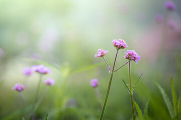 The background image of the colorful flowers