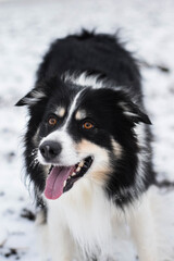Tricolor border collie is going on the field in the snow. He is so fluffy dog.