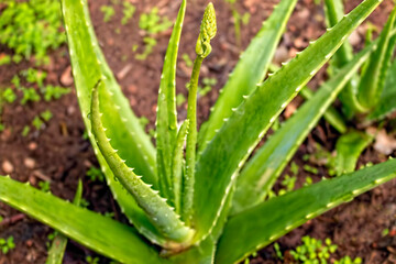 Outdoor aloe vera plant. Liliopsida Aloès