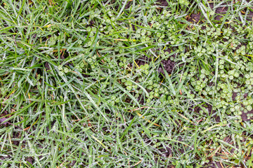 Dew drops on green plants. Abstract green background. Selective focus.