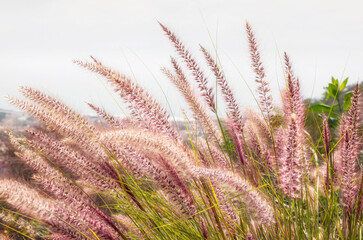 Bunch of Pink Muhly Grass Growing in the Garden on White Shiny Sky.