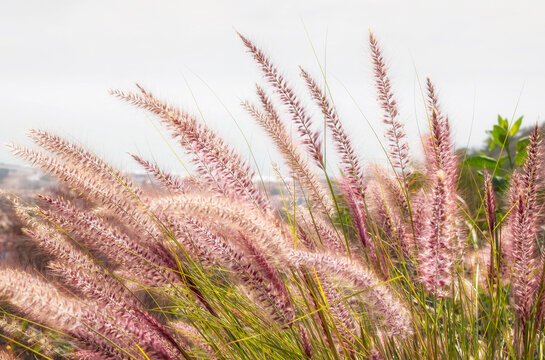 Bunch of Pink Muhly Grass Growing in the Garden on White Shiny Sky.