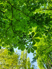 Fototapeta premium Green crown of trees. Bottom view. Young spring leaves. Spring landscape. Background for the screen.