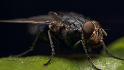 Fly perched on a green leaf