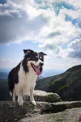 Border collie is standing on the stones. He is so crazy happy dog on the trip.