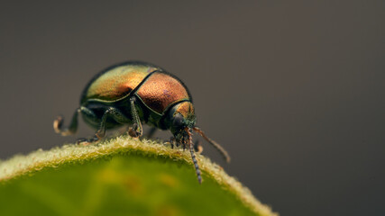 Golden beetle posing on a green leaf.